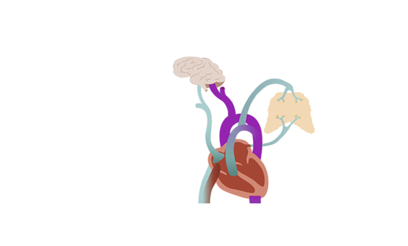 Course 3 Fetal Heart Rate Physiology